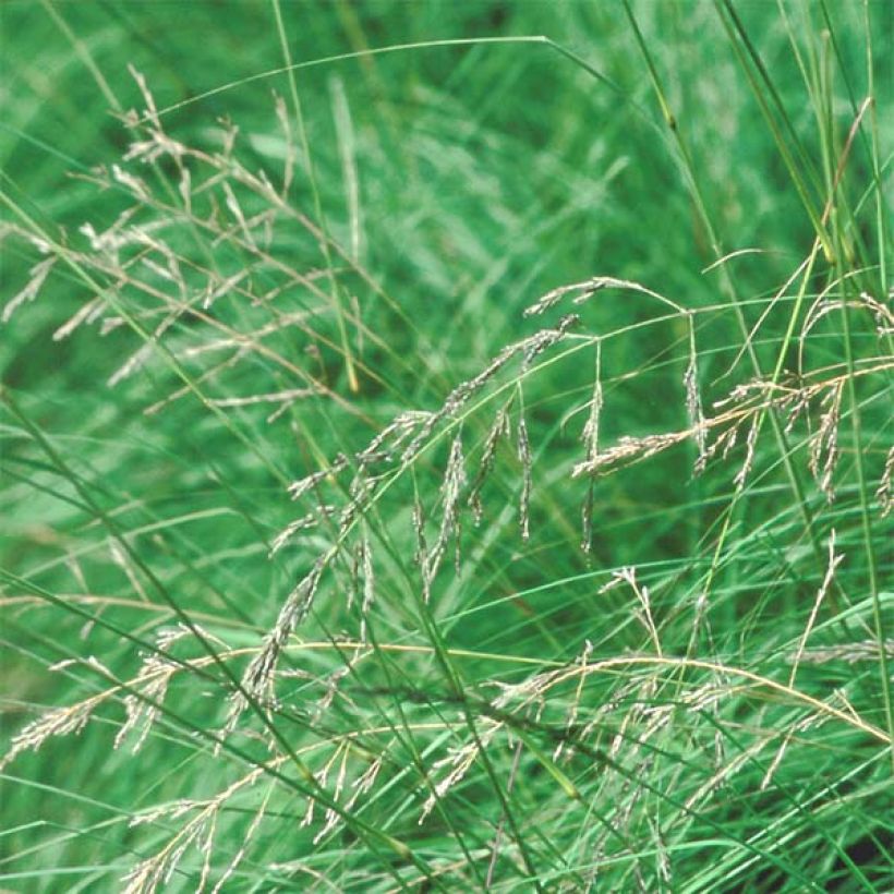 Eragrostis trichodes - Herbe d'amour (Floraison)