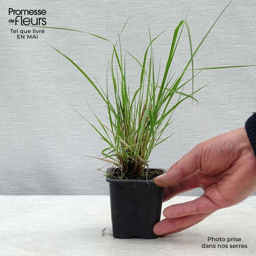 Spécimen de Eragrostis trichodes - Herbe d'amour Godet de 8 cm tel que livré au printemps