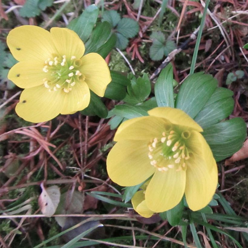 Eranthis hyemalis Schwefelglanz - Hellébore d'hiver (Floraison)