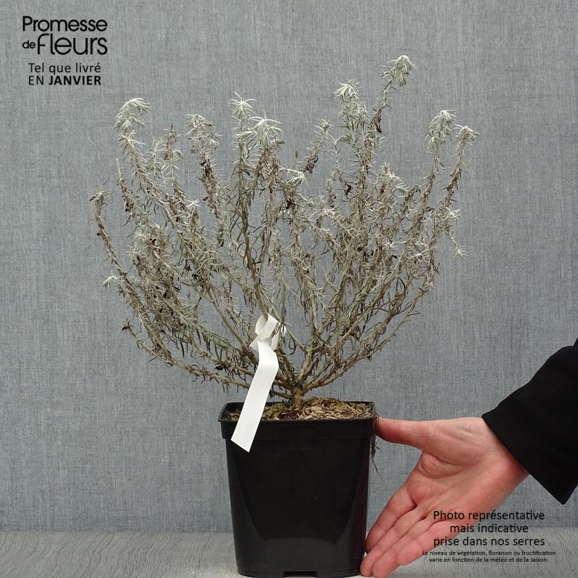 Spécimen de Eremophila Beryl's Blue - Eremophile - Pot de 3/4L tel que livré en hiver