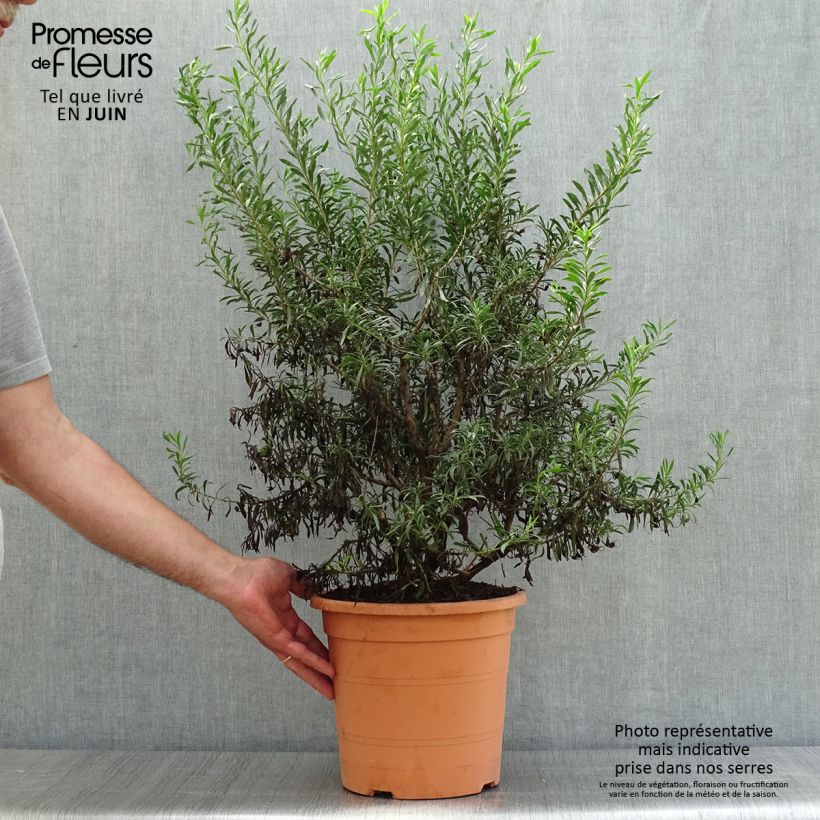 Spécimen de Eremophila maculata Aurea - Eremophile tacheté Pot de 7,5L/10L tel que livré en été
