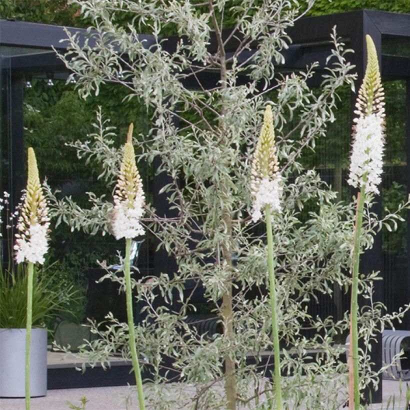 Eremurus White Beauty Favourite - Lis des steppes (Floraison)