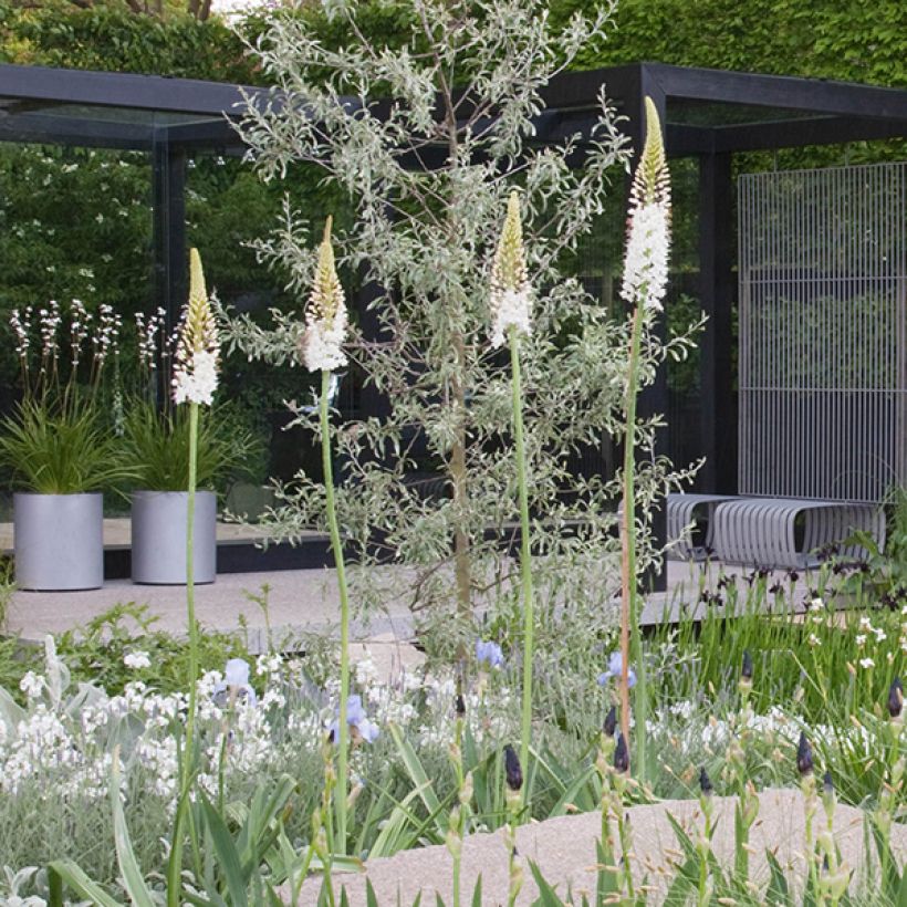 Eremurus White Beauty Favourite - Lis des steppes (Port)