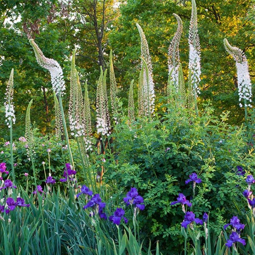 Eremurus himalaïcus - Lis des steppes (Floraison)