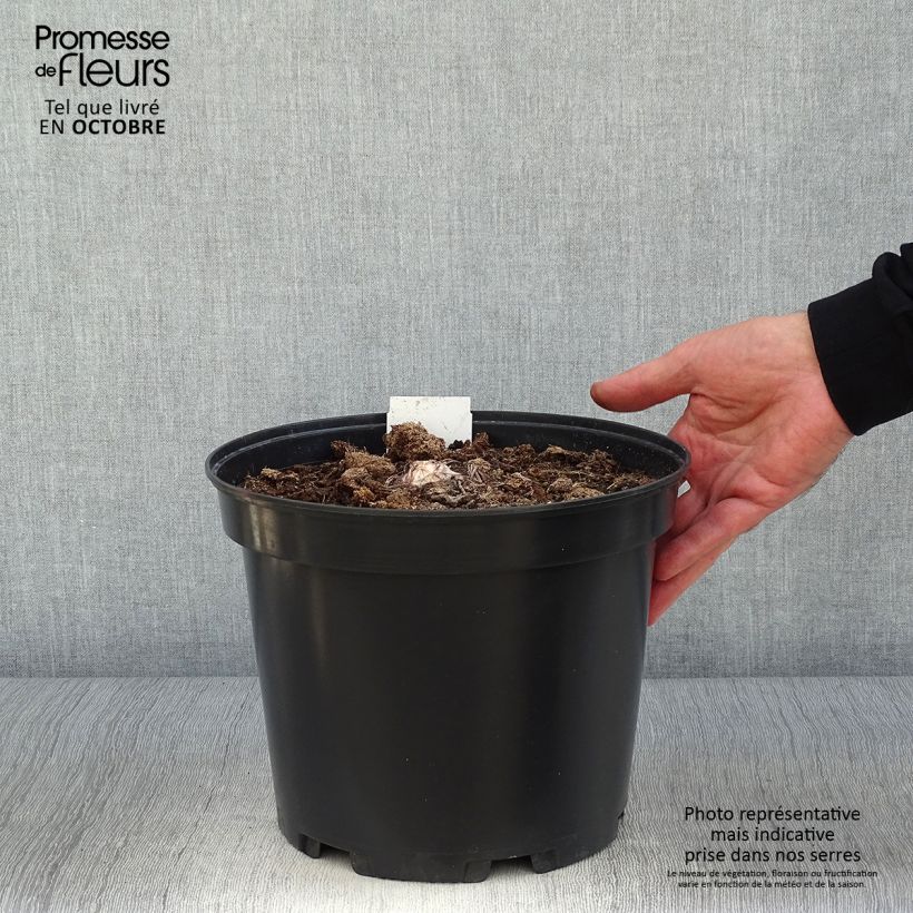 Spécimen de Eremurus himalaïcus - Lis des steppes Pot de 7,5L/10L tel que livré en automne