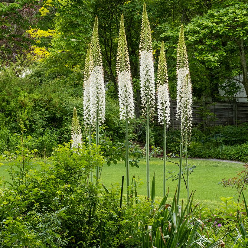 Eremurus himalaïcus - Lis des steppes (Port)