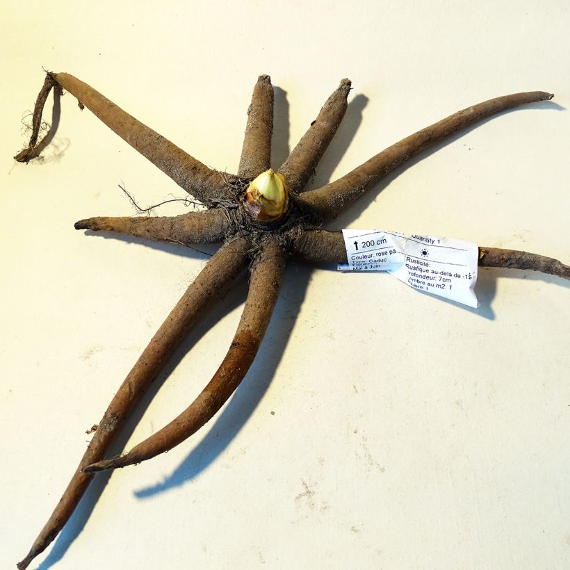 Exemple de spécimen de Eremurus robustus - Lis des steppes Bulbe calibre I tel que livré