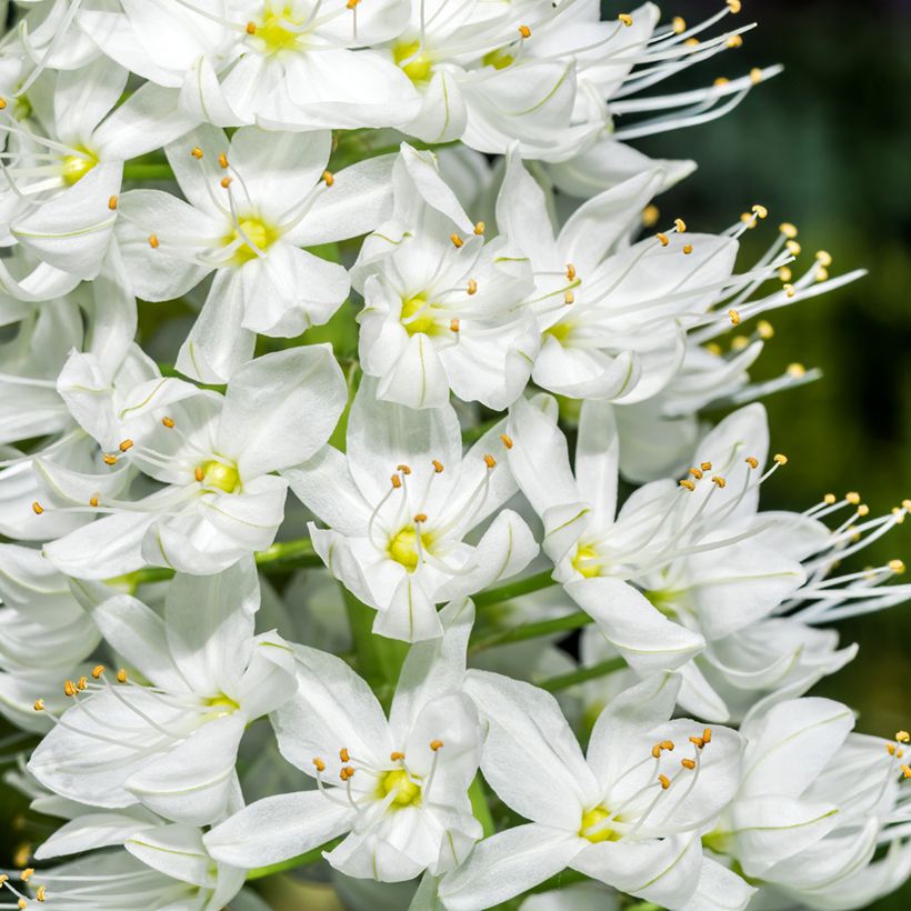 Eremurus robustus - Lis des steppes (Floraison)