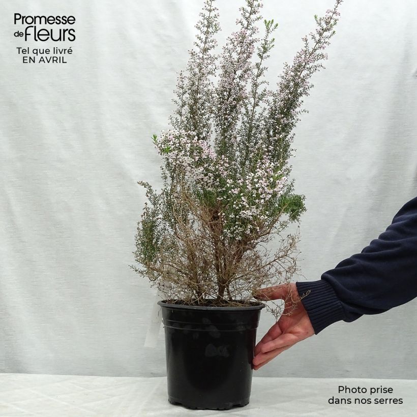 Spécimen de Erica canaliculata - Bruyère arbustive de Noël Pot de 4L/5L tel que livré au printemps