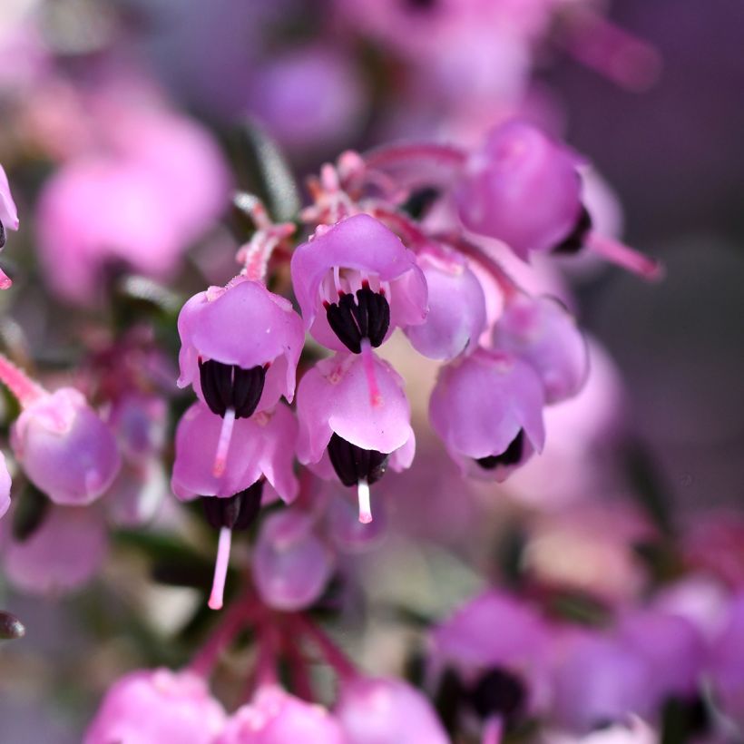 Erica canaliculata - Bruyère arbustive de Noël (Floraison)