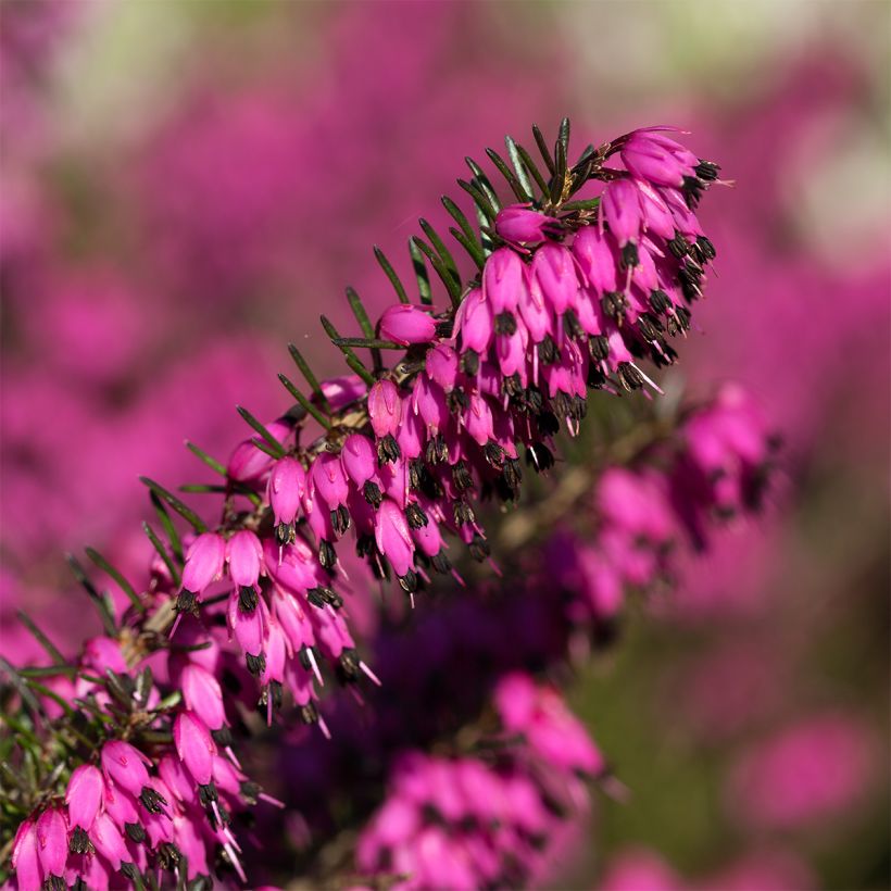 Bruyère des neiges - Erica carnea Myreton Ruby  (Floraison)