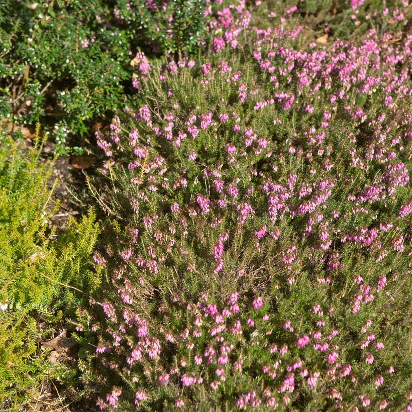 Bruyère des neiges - Erica carnea Myreton Ruby  (Port)