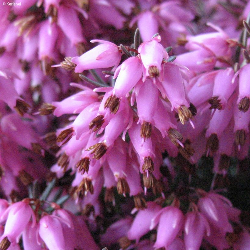 Bruyère des neiges - Erica carnea Rosalie (Floraison)