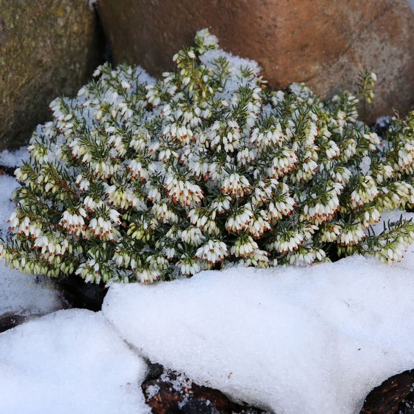 Bruyère des neiges - Erica carnea Schneekuppe (Port)