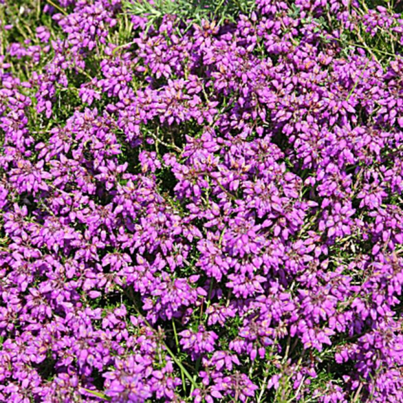 Bruyère cendrée - Erica cinerea C.G Best (Floraison)