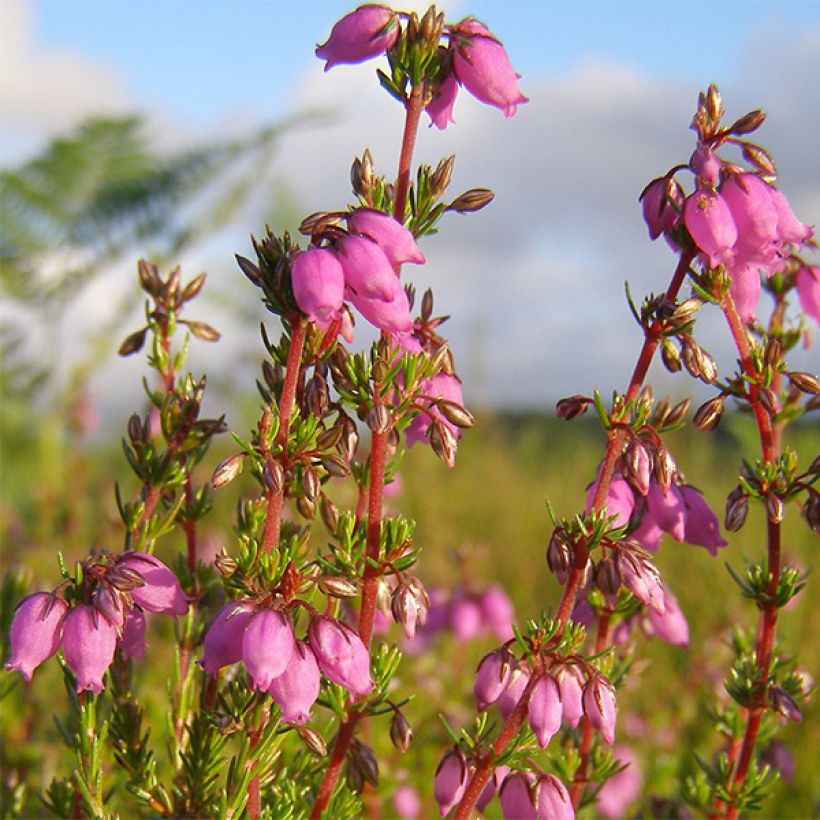 Bruyère cendrée - Erica cinerea Rosa Bella (Floraison)