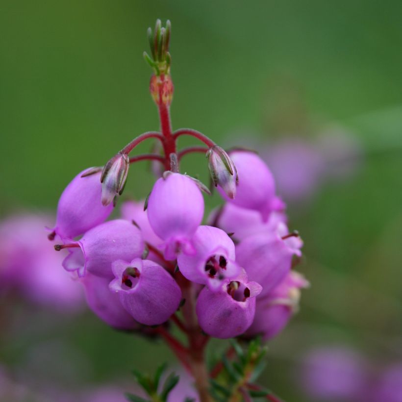 Bruyère cendrée - Erica cinerea (Floraison)