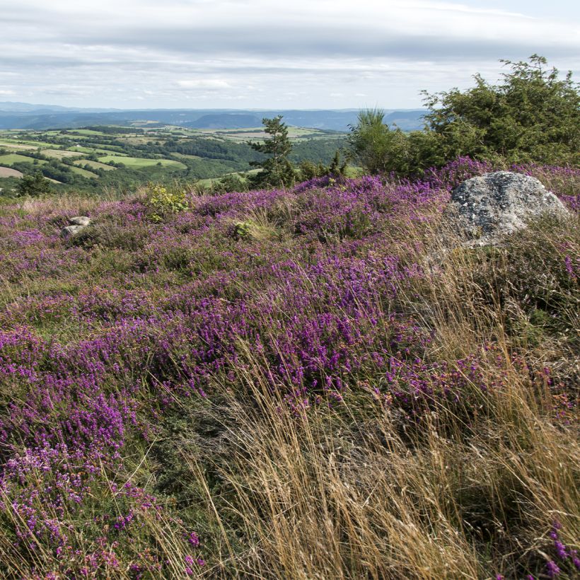 Bruyère cendrée - Erica cinerea (Port)