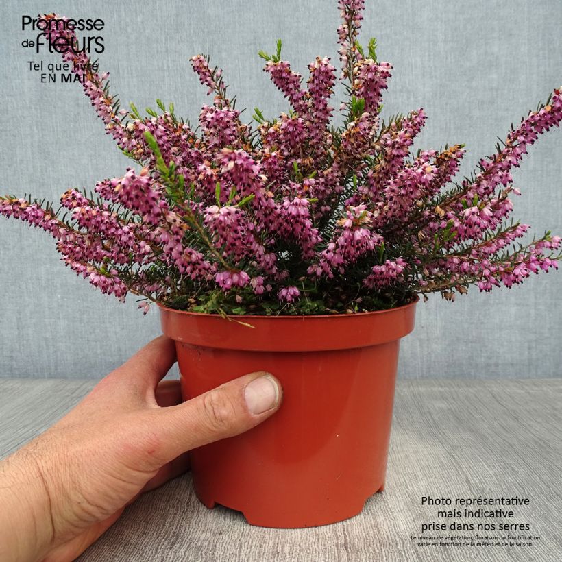 Spécimen de Erica darleyensis Darley Dale - Bruyère d'hiver Pot de 2L/3L tel que livré au printemps