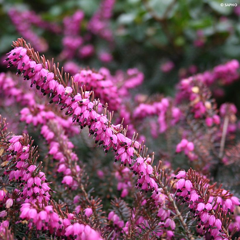 Erica x darleyensis Eva Gold - Bruyère d'hiver (Floraison)