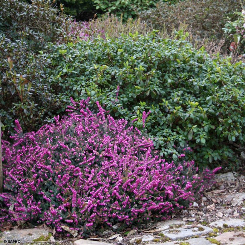 Erica x darleyensis Eva Gold - Bruyère d'hiver (Port)