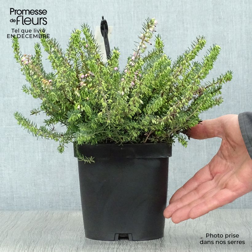 Spécimen de Erica darleyensis Tyann - Bruyère d'hiver Pot de 2L/3L tel que livré en hiver