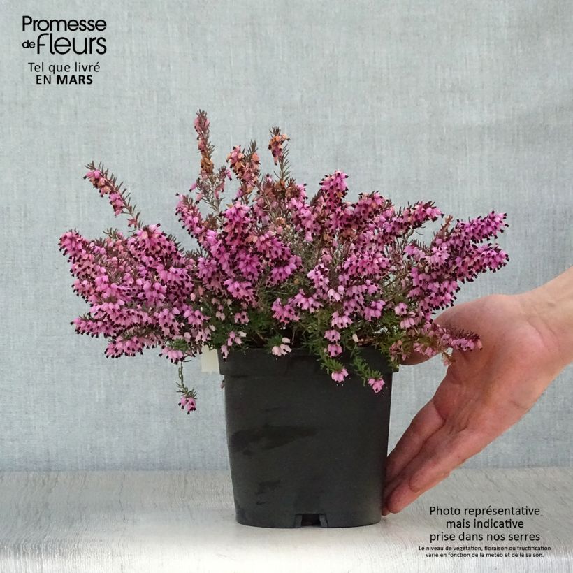 Spécimen de Erica darleyensis Tyann - Bruyère d'hiver Pot de 2L/3L tel que livré au printemps
