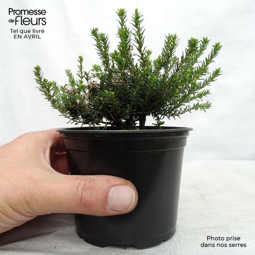 Spécimen de Erica darleyensis White Perfection - Bruyère d'hiver Godet de 9 cm tel que livré au printemps