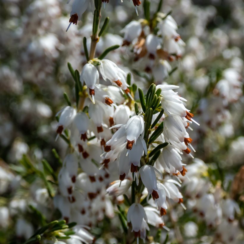Erica darleyensis White Perfection - Bruyère d'hiver (Floraison)
