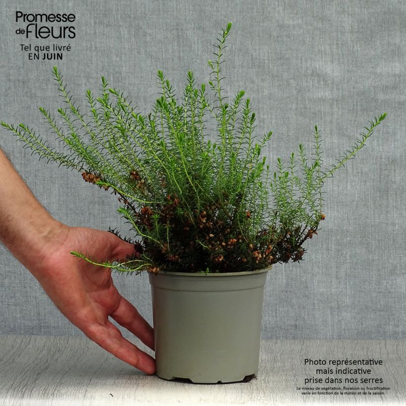 Spécimen de Erica darleyensis White Perfection - Bruyère d'hiver Godet de 8/9 cm tel que livré en été