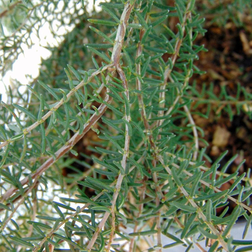 Bruyère de l'ouest - Erica mediterranea (Feuillage)