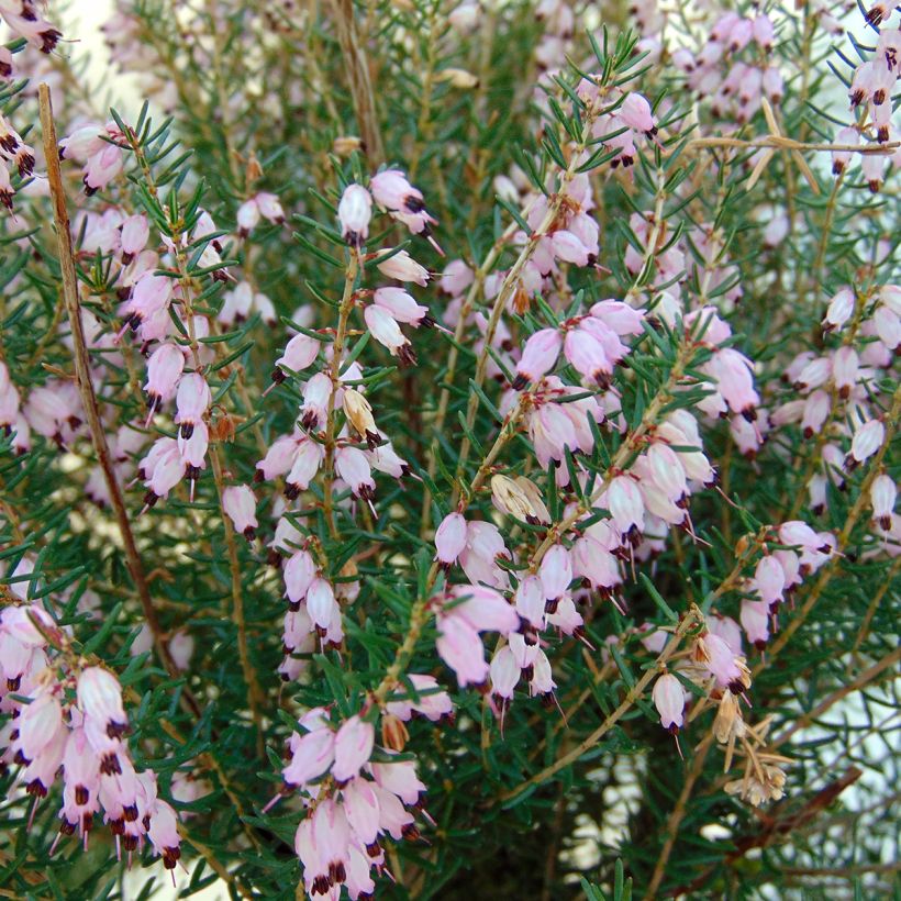 Bruyère de l'ouest - Erica mediterranea (Floraison)