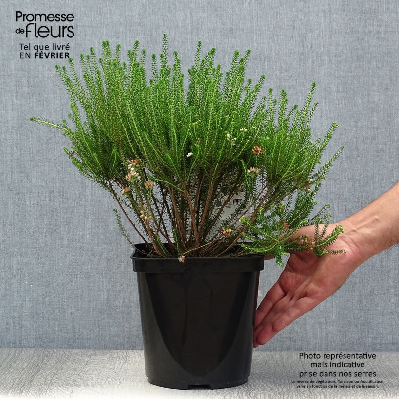 Spécimen de Erica terminalis - Bruyère de Corse Pot de 4L/5L tel que livré en automne