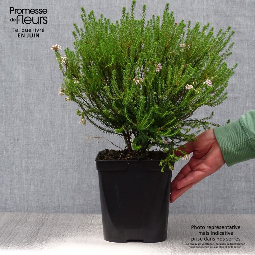 Spécimen de Erica terminalis - Bruyère de Corse Pot de 4L/5L tel que livré en été