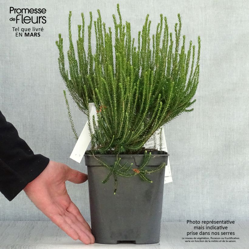 Spécimen de Erica terminalis - Bruyère de Corse Pot de 4L/5L tel que livré au printemps