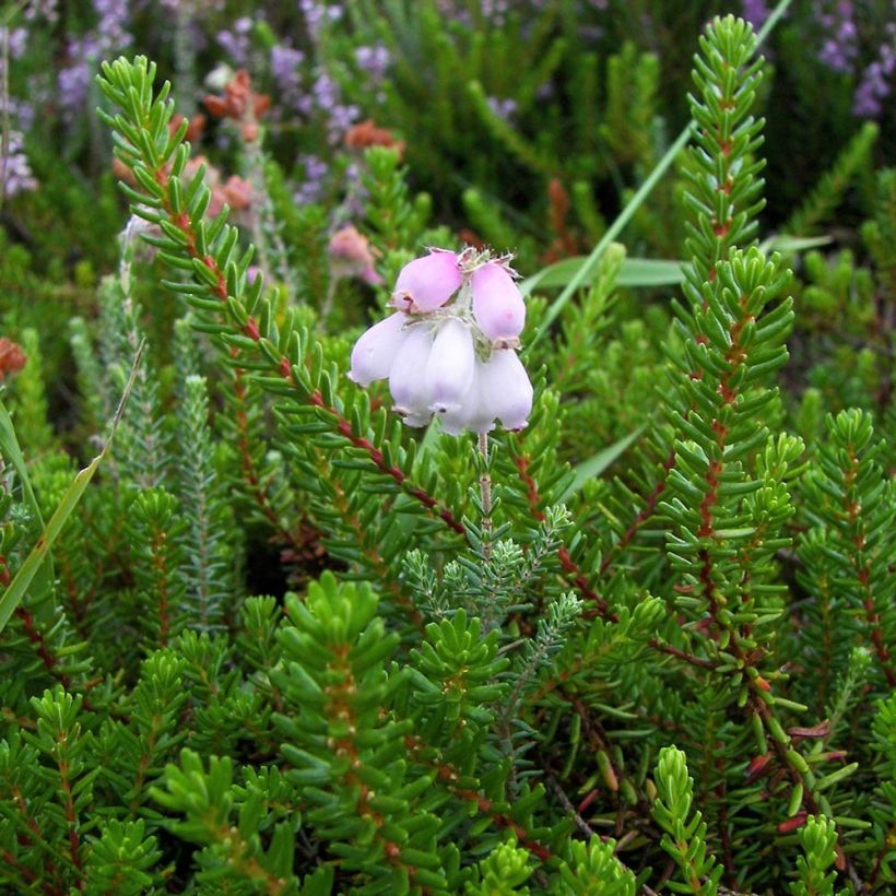 Bruyère des marais - Erica tetralix (Feuillage)