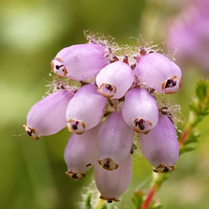 Bruyère des marais - Erica tetralix (Floraison)