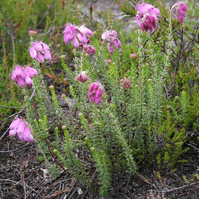 Bruyère des marais - Erica tetralix (Port)