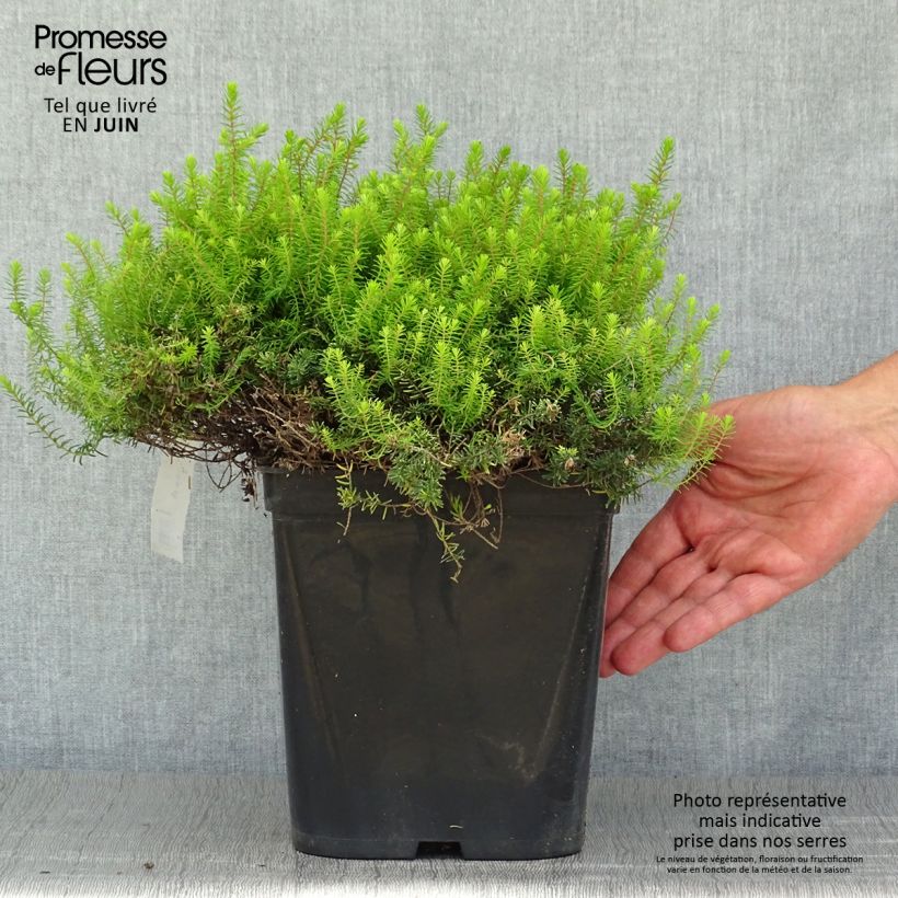 Spécimen de Erica x darleyensis Eva Gold - Bruyère d'hiver Pot de 3L/4L tel que livré en été