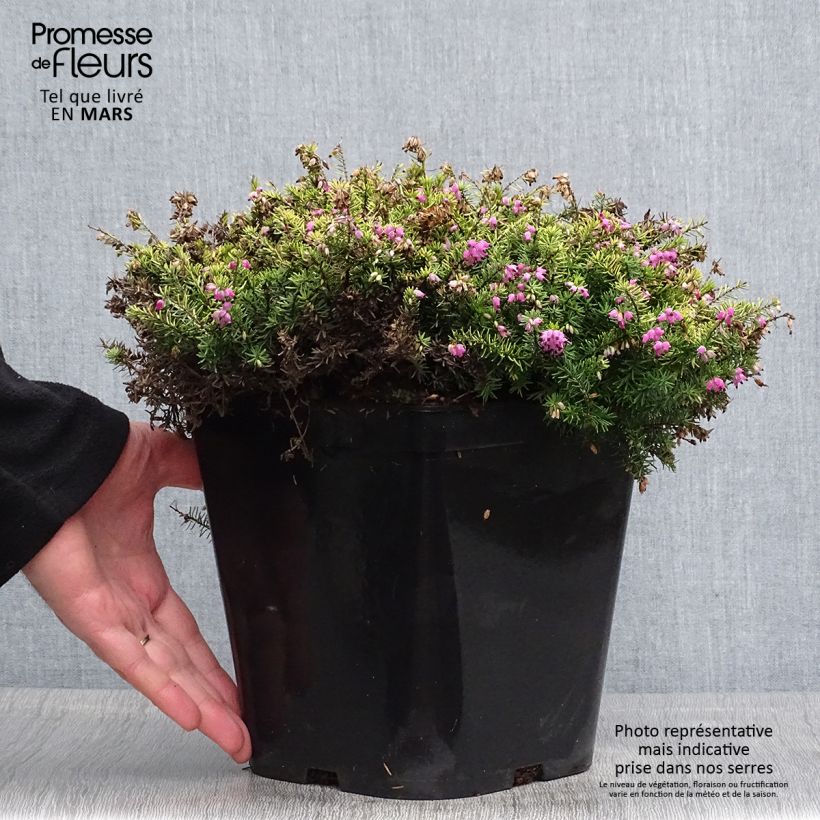 Spécimen de Erica x darleyensis Eva Gold - Bruyère d'hiver - en pot de 3L/4L tel que livré au printemps