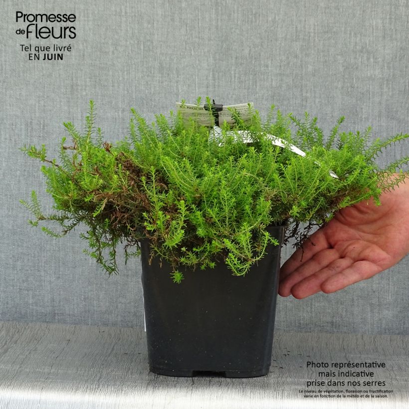Spécimen de Erica x darleyensis Eva Gold - Bruyère d'hiver Pot de 1,5L/2L tel que livré en été