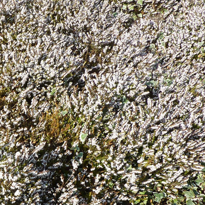 Bruyère d'hiver - Erica x darleyensis Silberschmelze (Floraison)