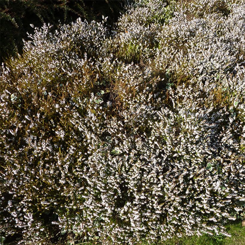 Bruyère d'hiver - Erica x darleyensis Silberschmelze (Port)