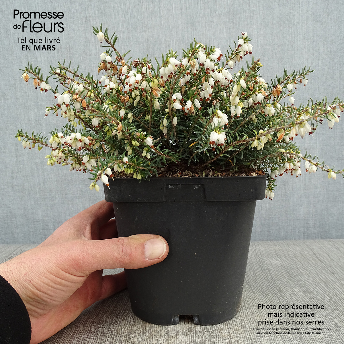 Bruyère D’hiver Erica ‘Silberschmelze’ – Floraison Blanche De Décembre à Avril, Conteneur 3-4 Litres