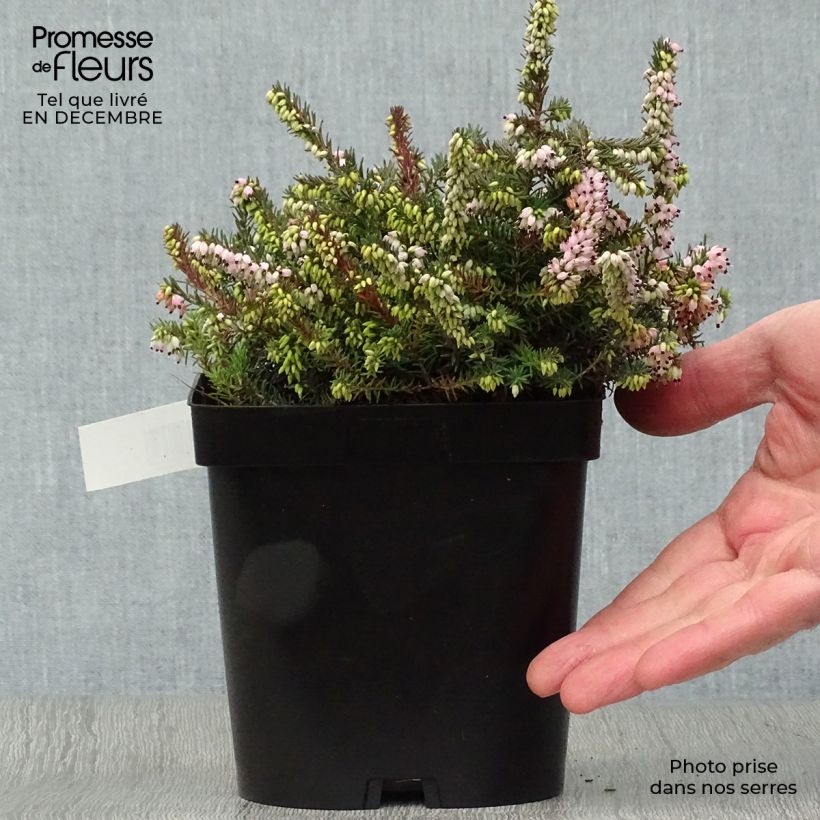 Spécimen de Erica x darleyensis Winter Belles Phoebe, bruyère d'hiver Pot de 2L/3L tel que livré en hiver