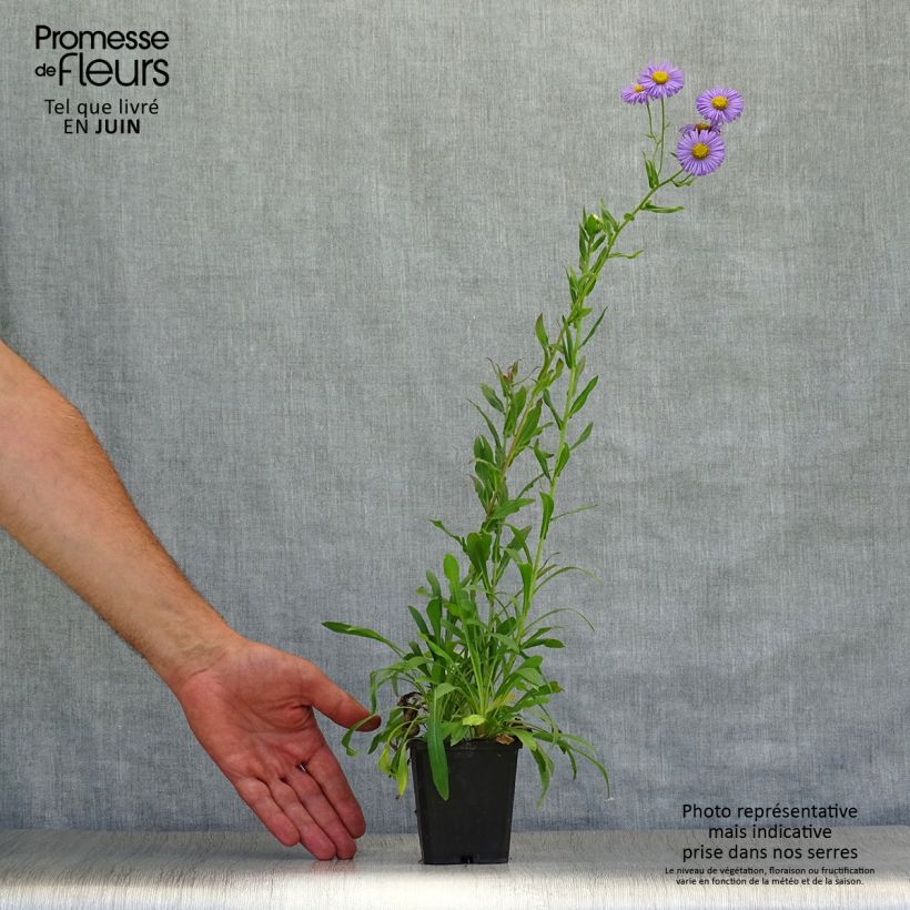 Spécimen de Erigeron Azure Beauty - Vergerette Godet de 8/9 cm tel que livré en été