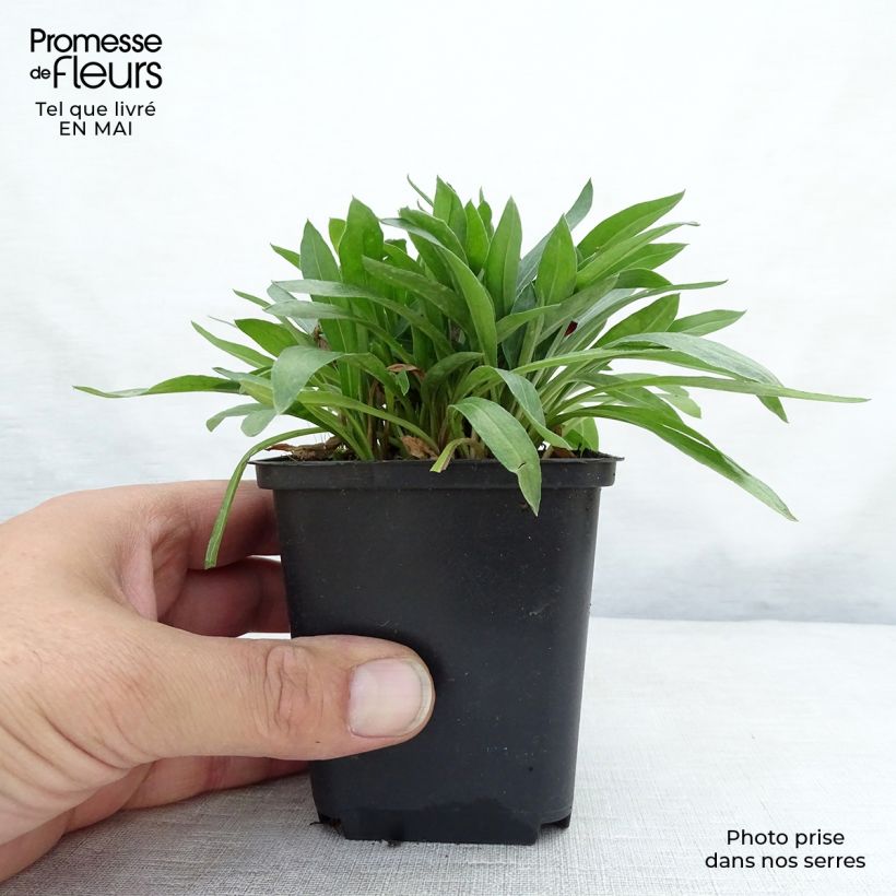 Spécimen de Erigeron Dunkelste Aller - Vergerette Godet de 9cm tel que livré au printemps
