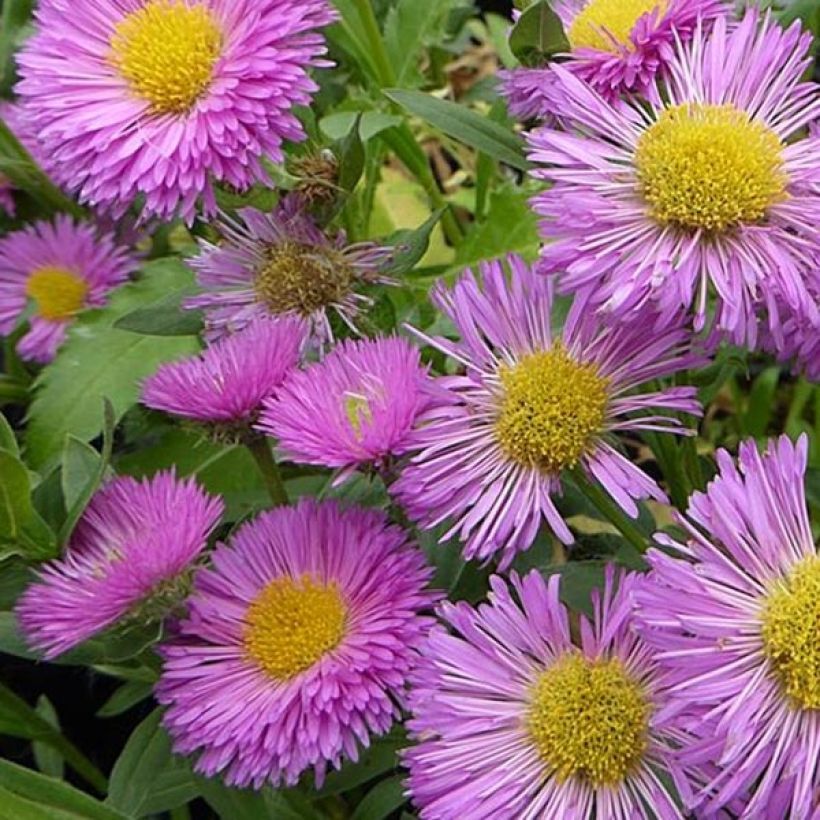 Erigeron Foersters Liebling - Vergerette Foersters Liebling (Floraison)