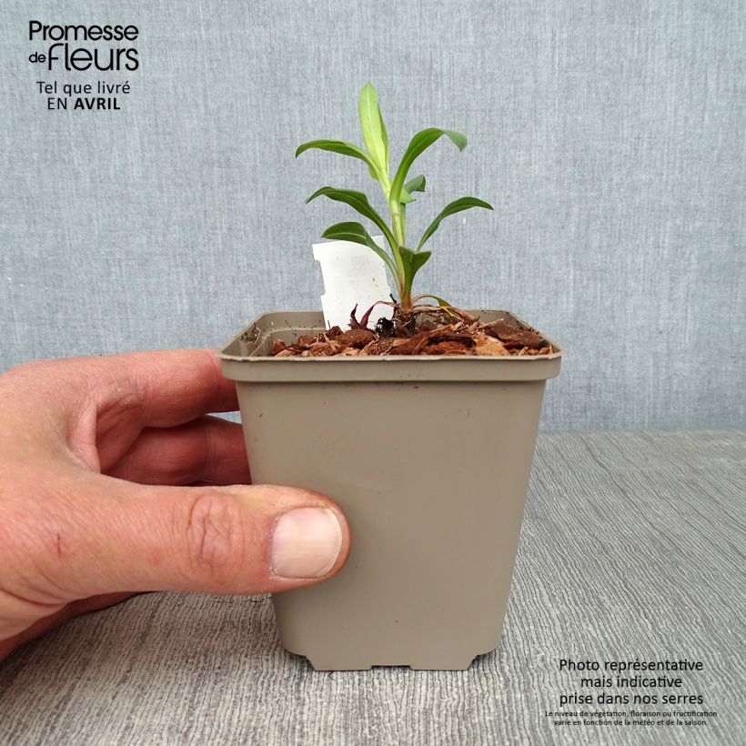 Spécimen de Erigeron Foersters Liebling - Vergerette Foersters Liebling Godet de 8/9cm tel que livré au printemps