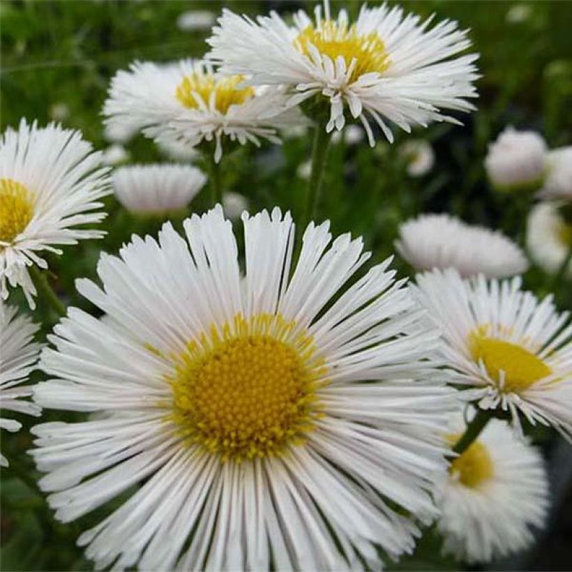 Erigeron Professor Korodi - Vergerette (Floraison)